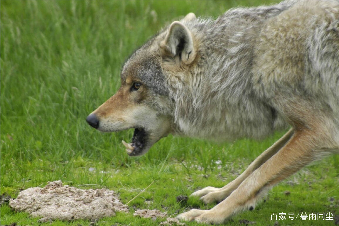 凯尔特人队客场惨遭狼群袭击 凯尔特人队客场惨遭狼群袭击